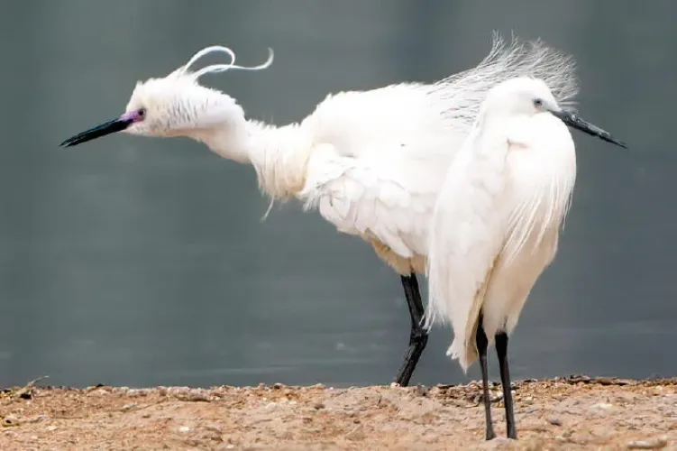 Egret Ορειχάλκινο Λουκέτο Πέταλο με Κλειδί 75mm